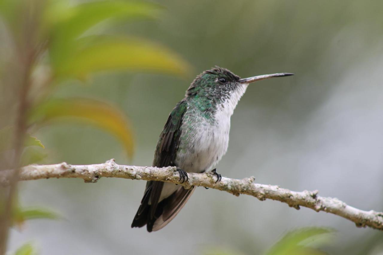 Pousada Colibri Morro de São Paulo Esterno foto